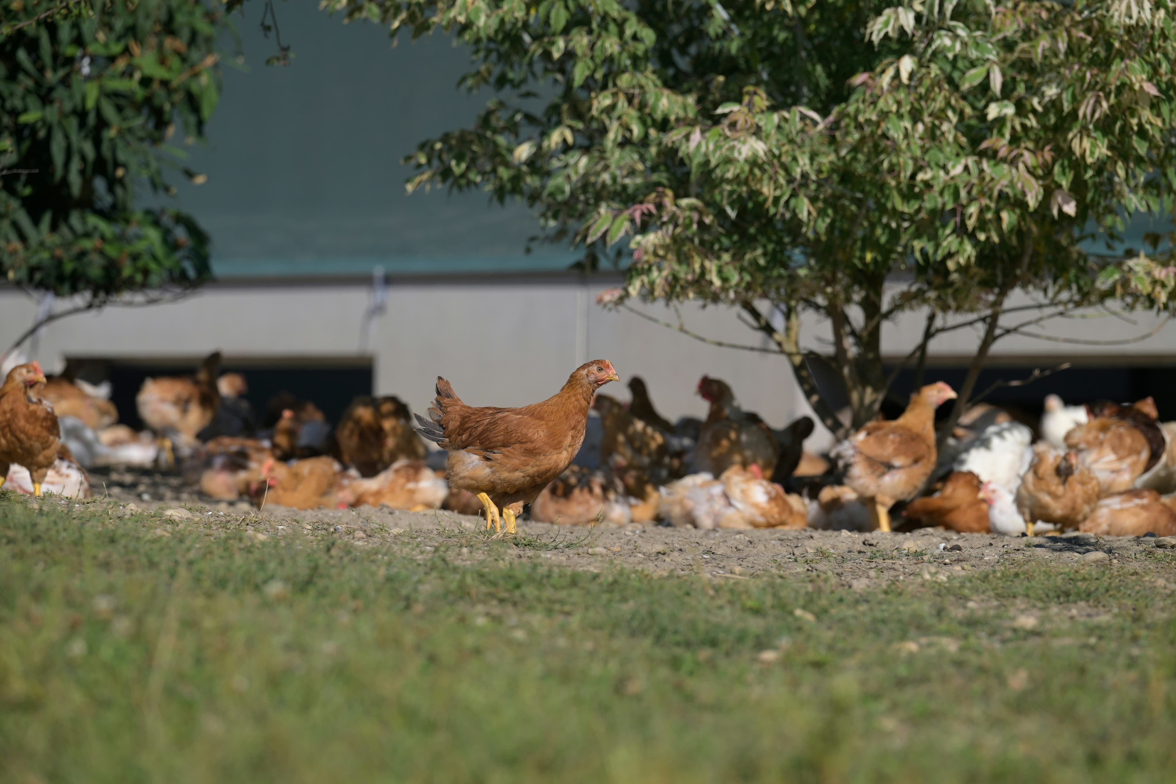 مزرعة جبل الشرق